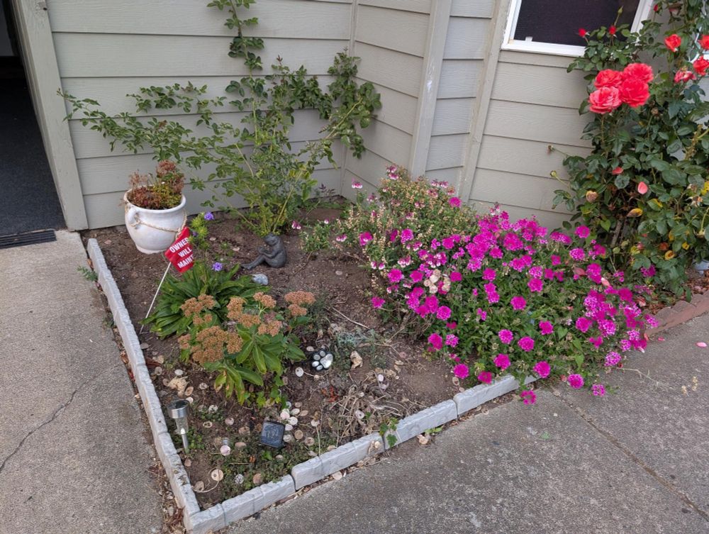 this is the rose bush that we tried to dig out, we yanked SO many roots and nodes and bulbs or whatever but I guess we missed something because this bastard grew back stronger than ever, minus the weird parasites. It's thriving and green but hasn't bloomed this year. I wonder what color these spite roses are? Anyway, there are other plants in the picture. Two different kinds of pink flowers growing wildly and a white pot with some purple plants in it. Also some purple flowers in front. I'm good at growing plants, who knew?