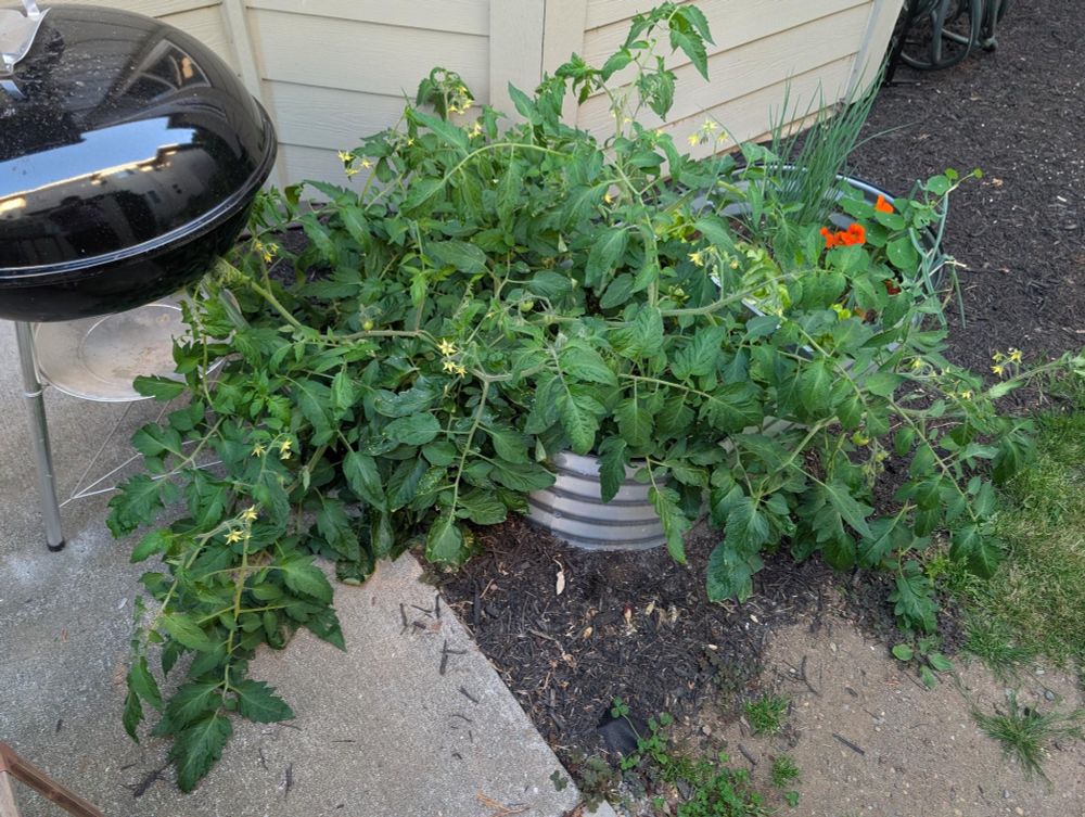silver container garden with wildly riotously growing tomato plants all over the place, dwarfing all other plant life

tons of yellow flowers, green tomatoes starting to form

there is a cement patio with black bbq in foreground, black mulch in background