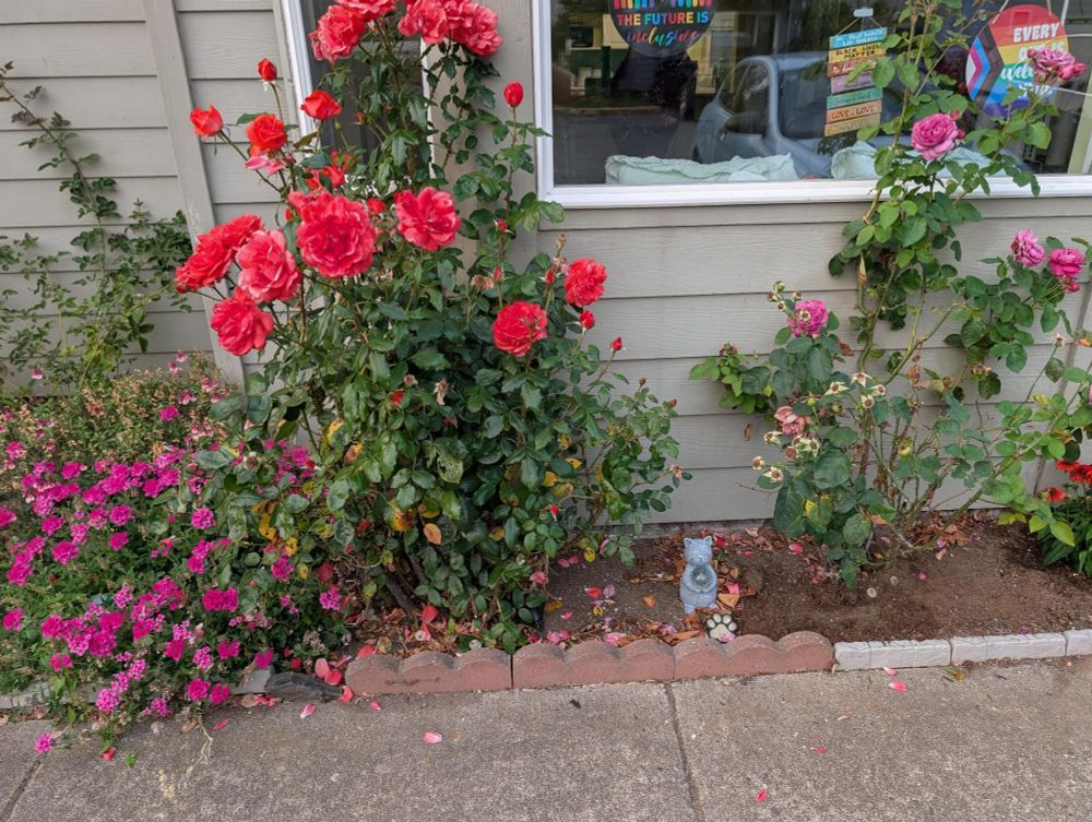 These are spite roses. I tell them daily that I loathe them, that they're thorny bastards who don't belong in my garden. (We didn't plant them and they were SO mangy and neglected and covered in weird parasites) These two bushes are the ones we cut down to nubbins. Oh, visually, they're coral roses lushly wildly riotously in boom and pink roses, a little more spare blooming but much better than they were.