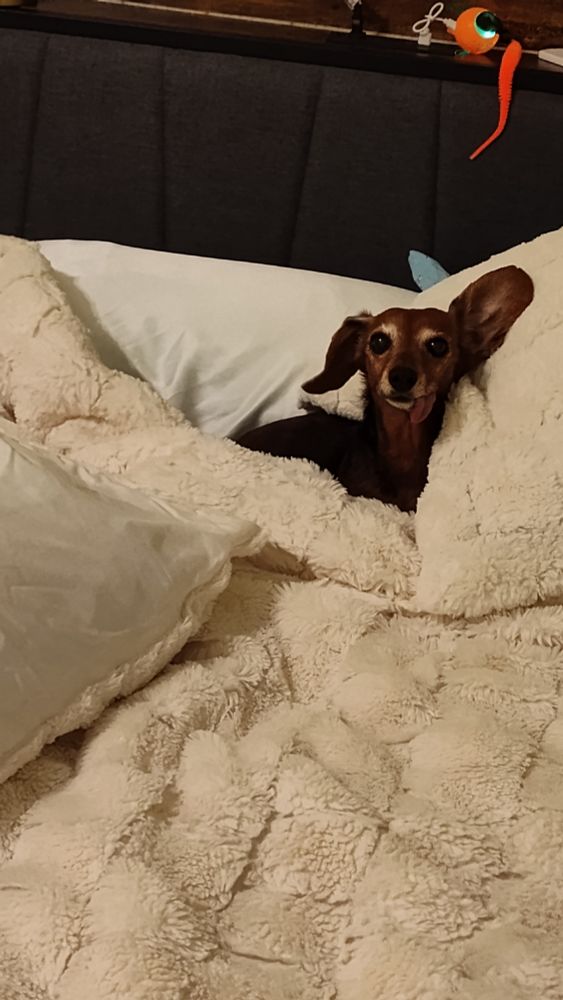 9 lb mini dachshund with dappled russet fur, short hair, burrowed into cream faux fur bedcovers and matching pillows. Her expression is alert but insouciant with one ear perked. She knows she is a queen. 