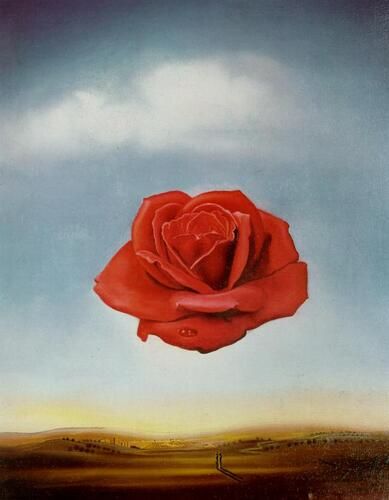 Meditative Rose