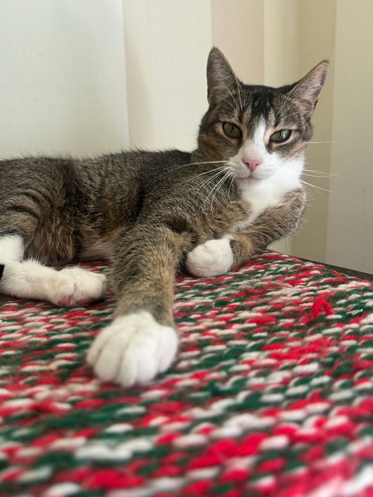 Nicky the cat is waiting for it to happen. 