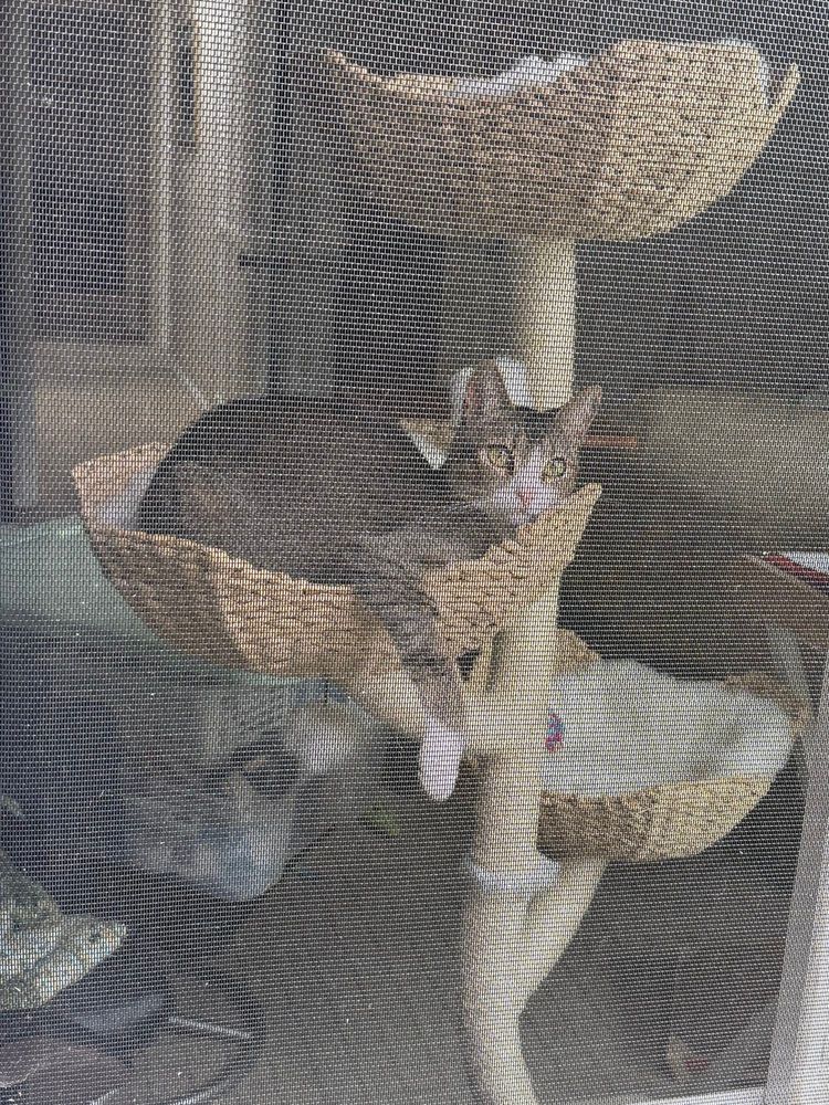 Nicky the tabby cat relaxing in his cat tree