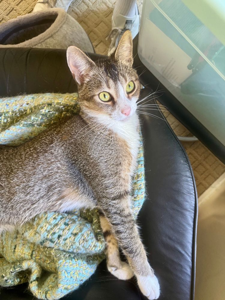 Nicky the cat, on his chair.