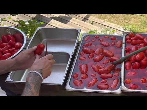 Jar Tomatoes Like a Pro: How You Can Store 100 Pounds of Fresh Tomatoes