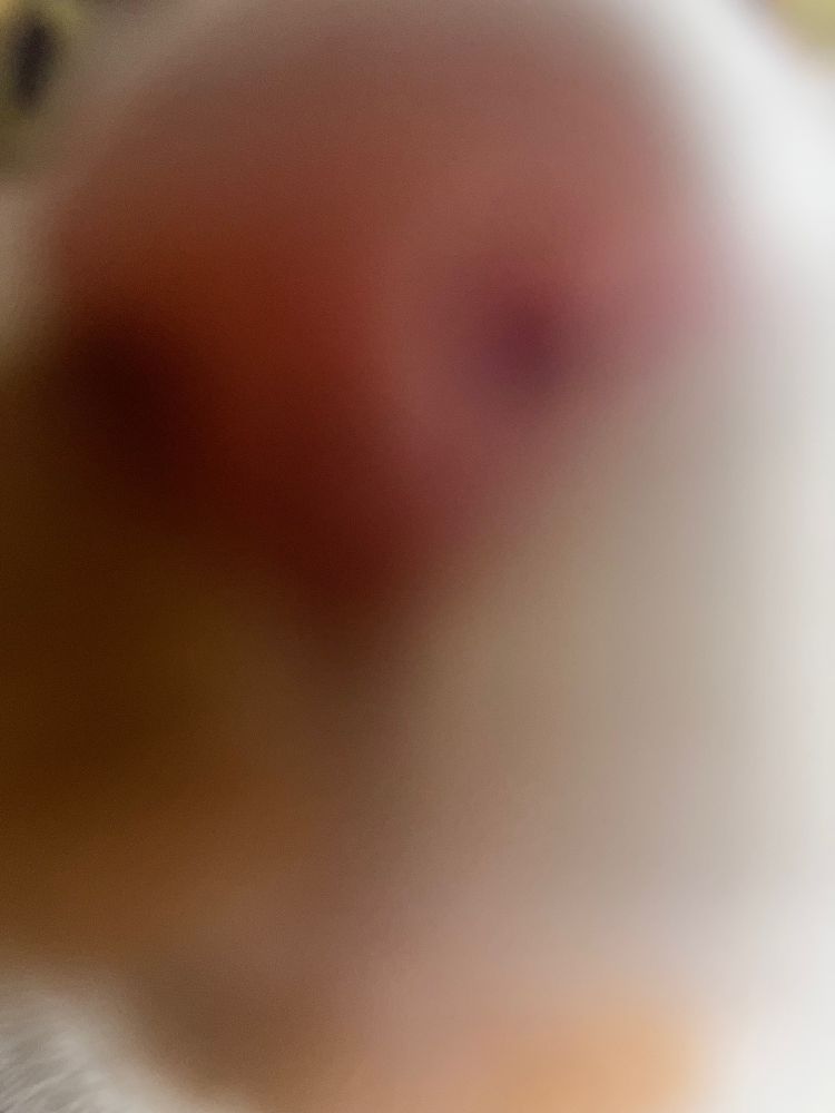 Extreme close up of a calico cat’s pink nose and orange muzzle. 