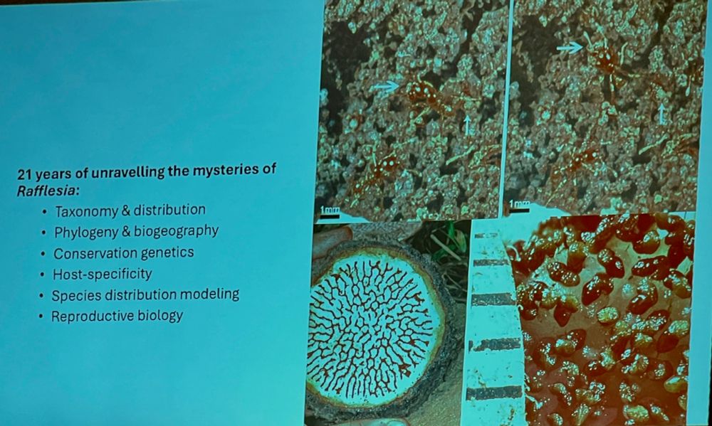 Slide showing the fruit packed with tiny seeds, and ants possibly collecting them. 
"21 years of unravelling the mysteries of Rafflesia:
• Taxonomy & distribution
• Phylogeny & biogeography
• Conservation genetics
• Host-specificity
• Species distribution modeling
• Reproductive biology"