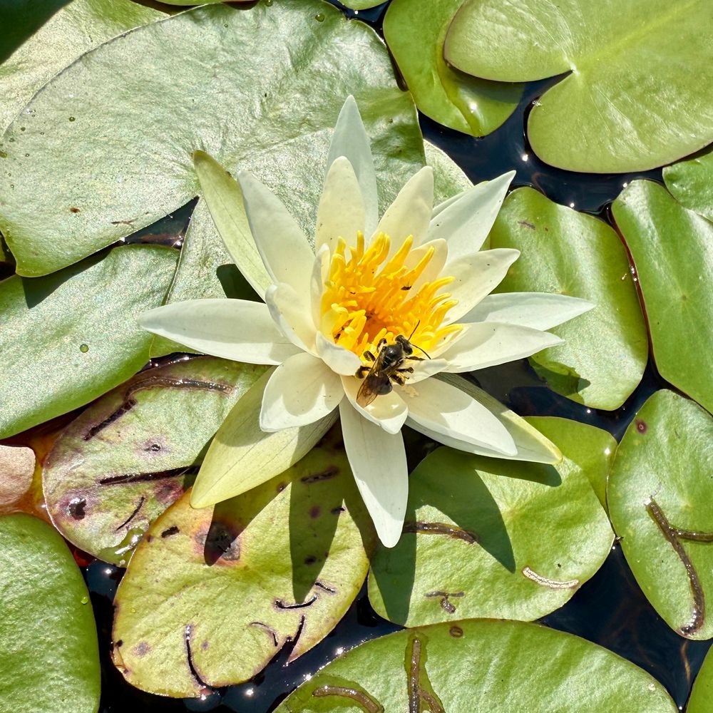 A fuzzy little bee at the center of a yellow and white water lily.surrounded by green lily pads.