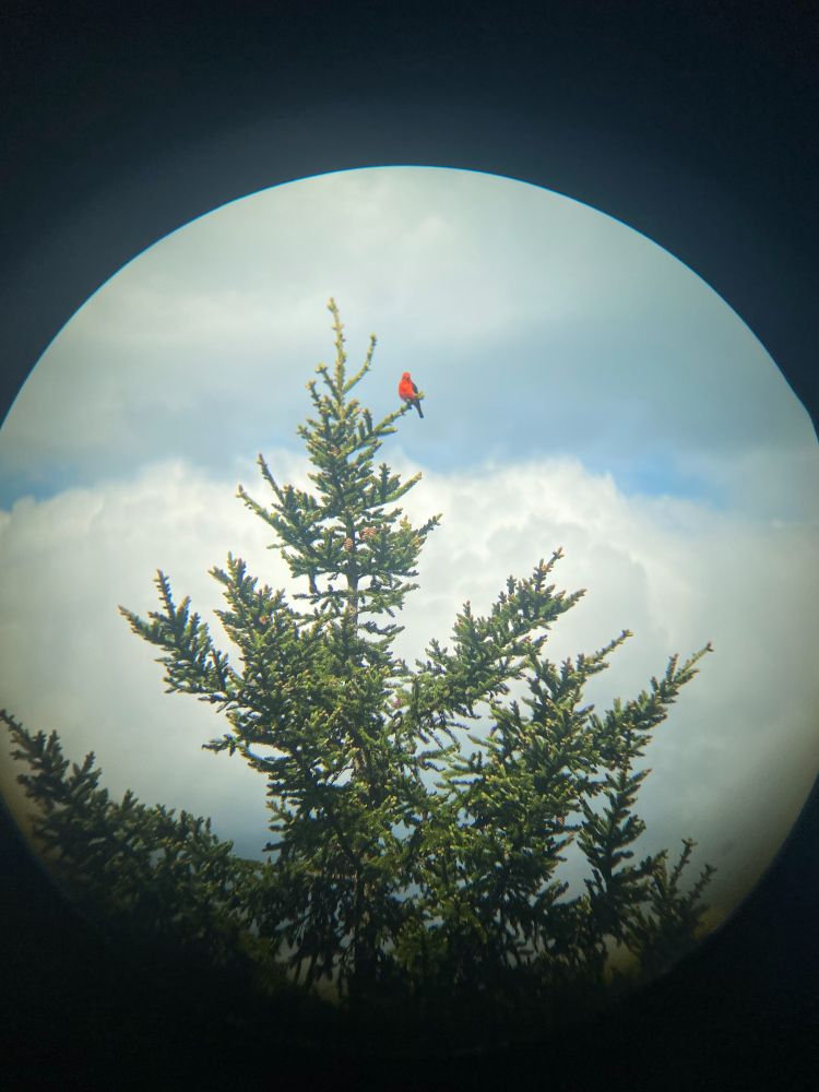 A male scarlet tanager sitting on the top of a pine tree looking at a nutty woman taking a cell phone photo of him through a pair of binoculars. 