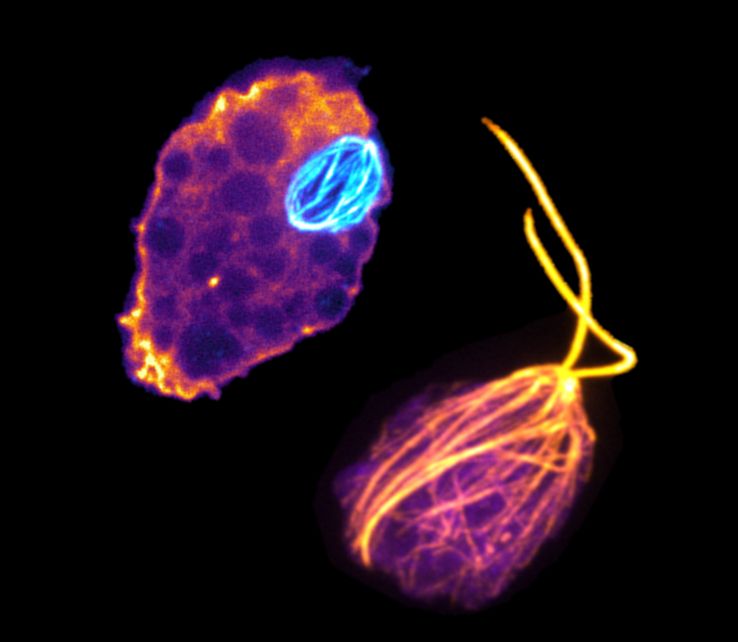 Two amoeba are floating against a black background. One has flagellates coming from its cell body in gold, and the other has a cyan dot in the center of the cell body. They are both purple and gold. 