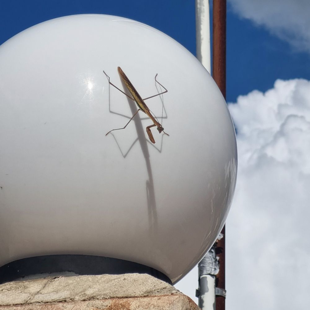 A mantis looking at you perched on an external light round casing.