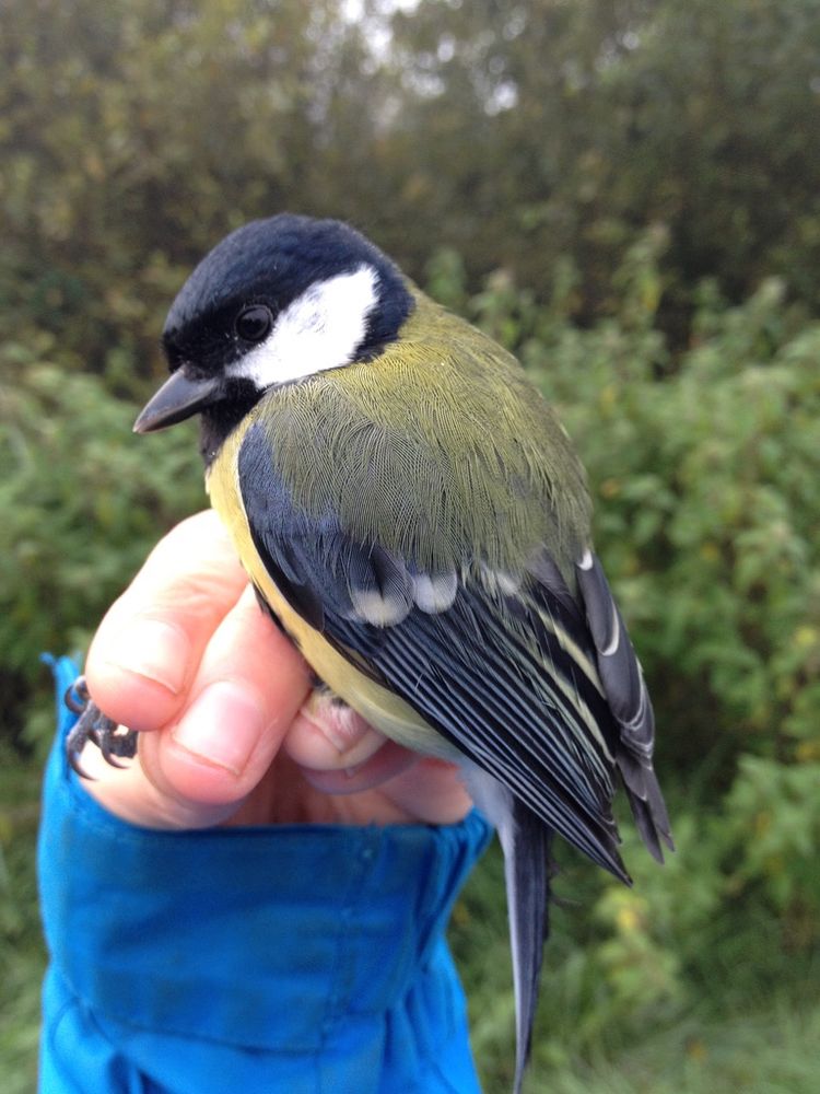 Great tit being held in hand after capture
