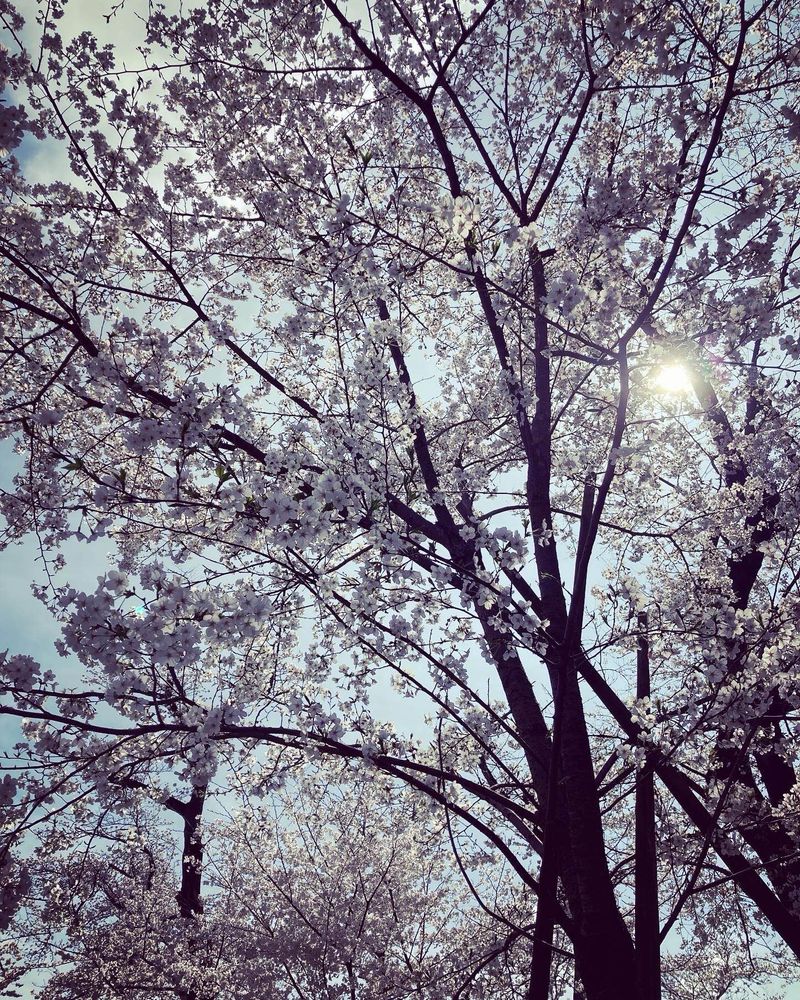 桜の木