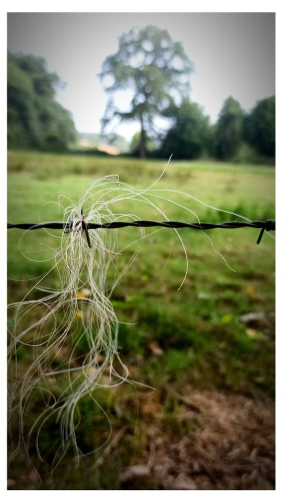 Fibres de corde prises dans un fil barbelé. En arrière plan flou, un pré avec une rangée d'arbres dont un chêne majestueux. 