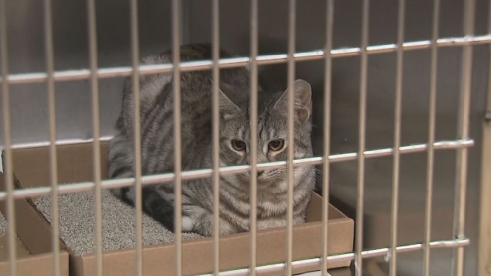 Toronto Humane Society urgently appeals for help as families struggle to care for their pets