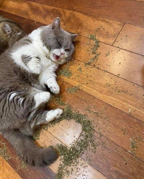 a cat, zooted in a giant pile of catnip