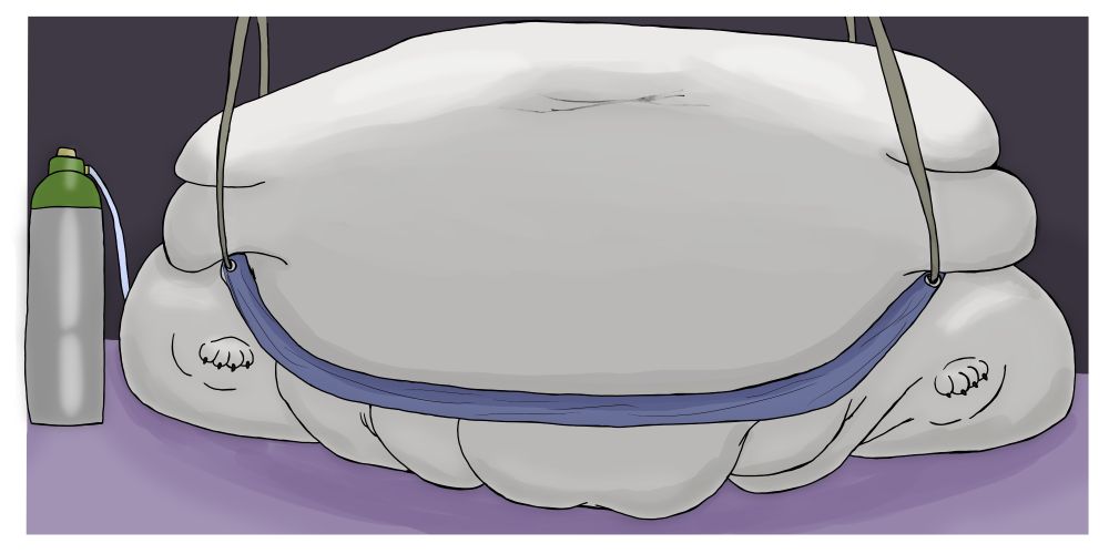 A blobby Arri the yakutian laika dog lies back, while a sling lifts his massive belly so that we can see his fatpad and thigh rolls. This is the clean version.