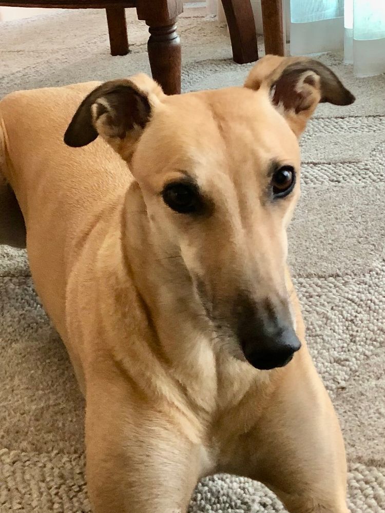 Close up image of a fawn greyhound with back nose and eyes. In sphinx pose. 
