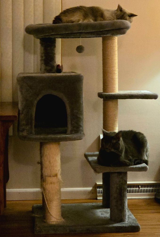Two cats, one Lynx point siamese and one solid gray, on a tall gray cat tree at the same. Both laying on 2 different levels comfortably. 