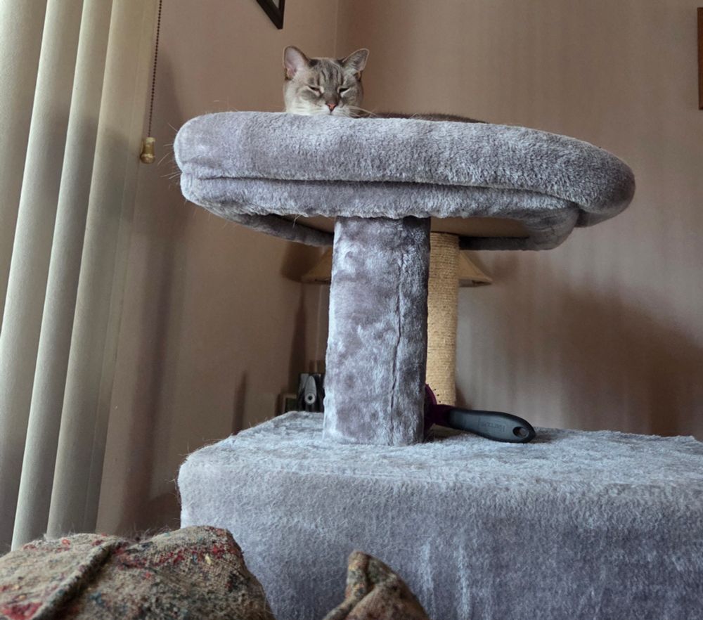 Lynx point siamese cat laying on the tippy top of his cat tree gazing down over the edge.