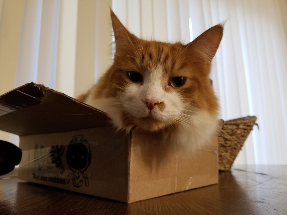an orange and white cat sits in a cardboard box, only his head visible 