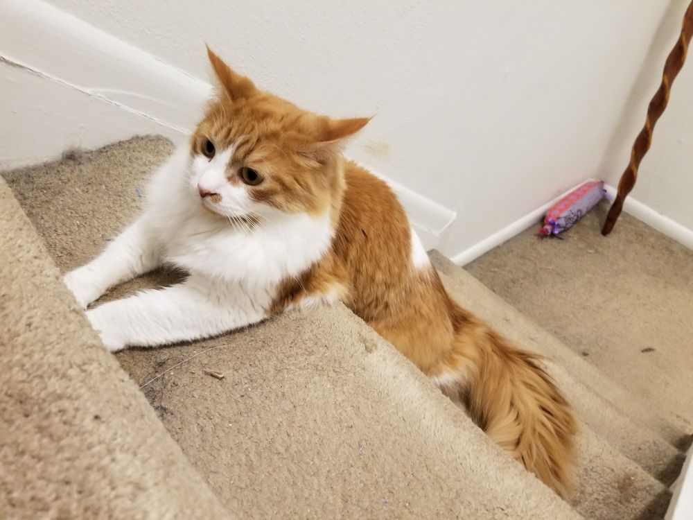 an orange and white cat sits z shaped on the stairs