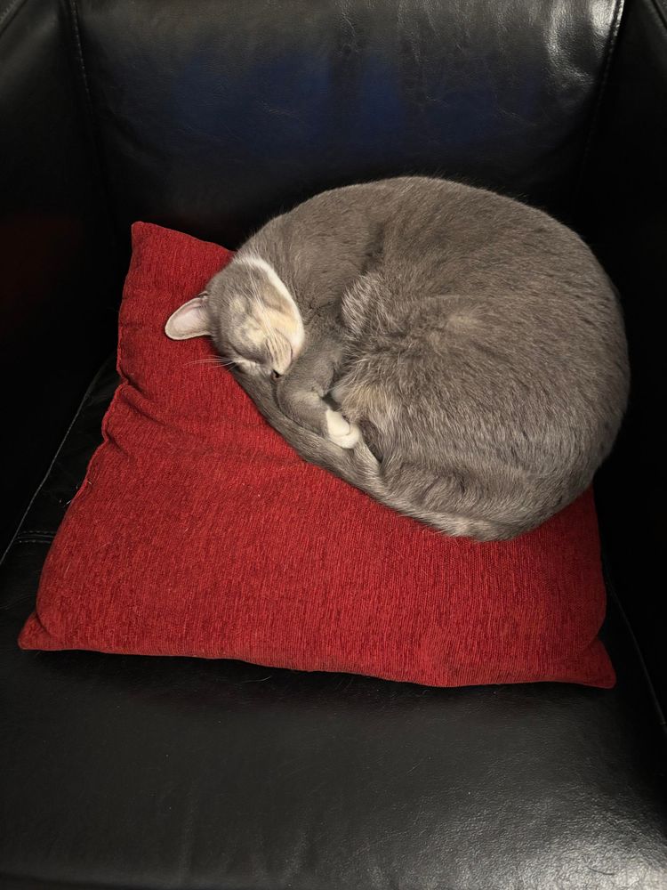 An adorable grey cat curled up in a circle, resting on a dark red pillow, sitting on a black leather armchair.