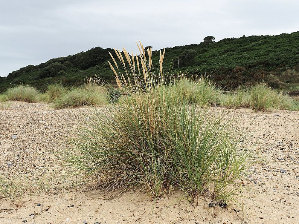 Marram grass