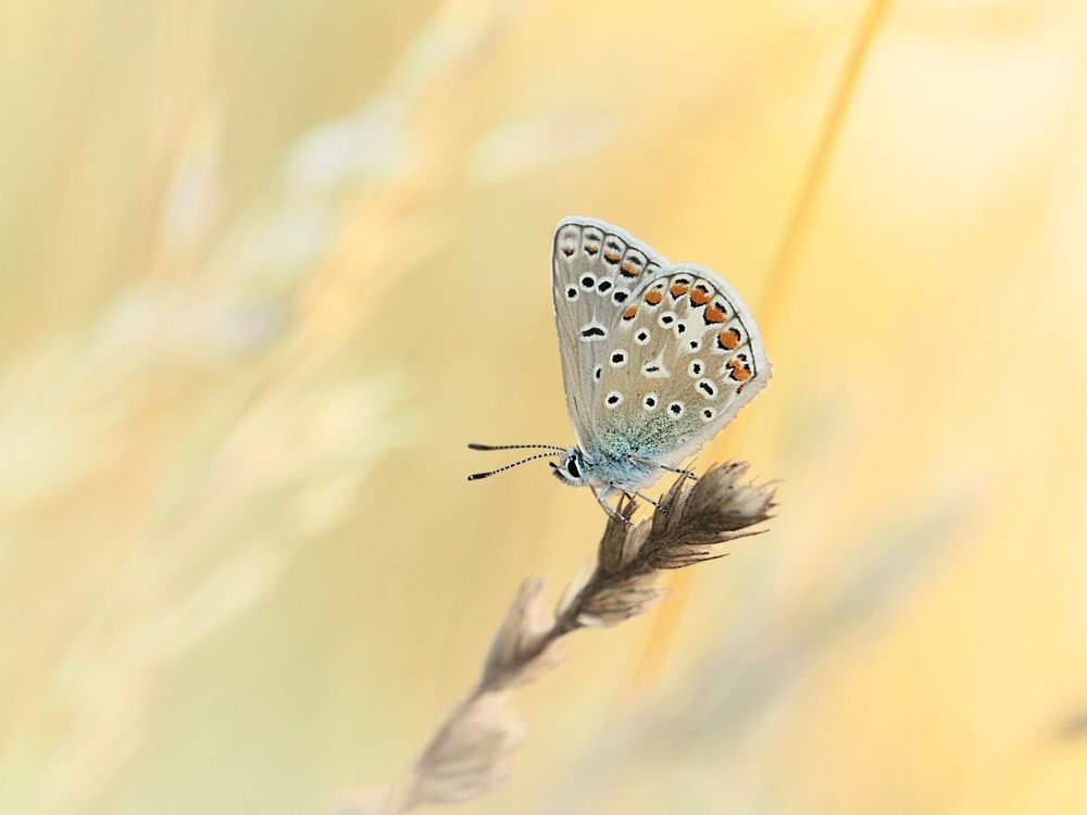 A male Common Blue butterfly perches on a shaded grass stem with out of focus sunlit grasses behind. Copyright James Corton 2025.