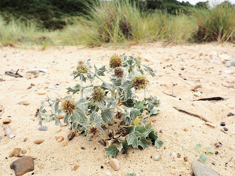 Sea Holly setting seed
