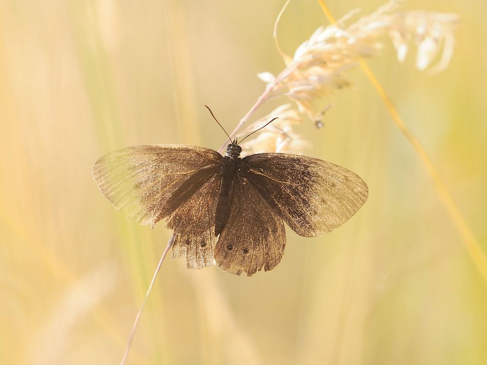 An old and distinguished Ringlet butterfly bathed in golden evening sunshine among the golden grass stems.