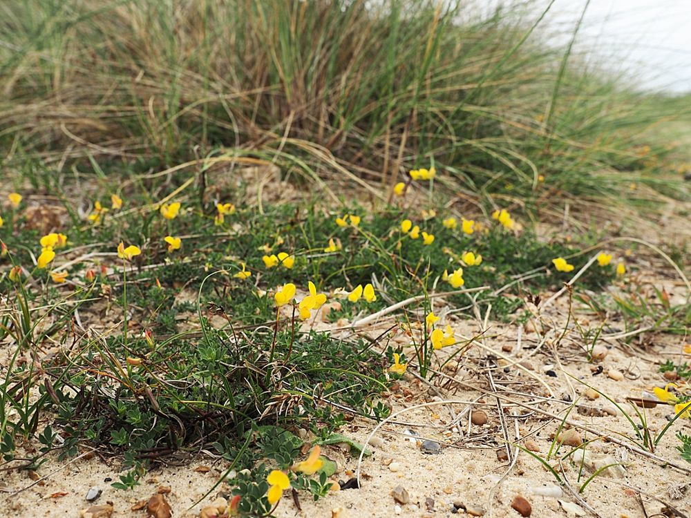 Bird's-foot Trefoil growing in the dunes