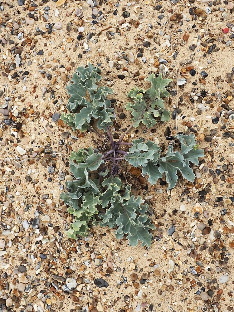 Sea Kale leaves 