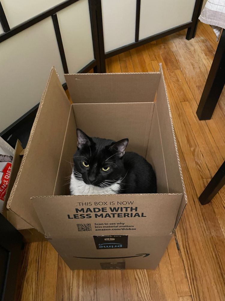 Tuxedo cat inside cardboard box.