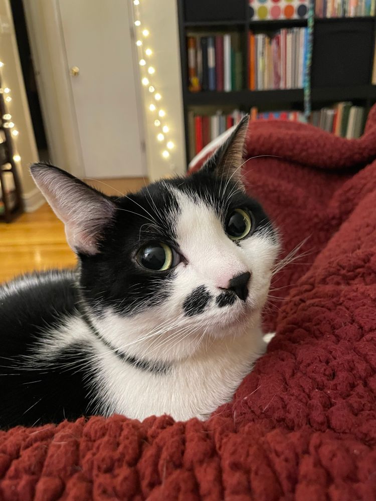 Black and white cat on top of red fuzzy blanket 