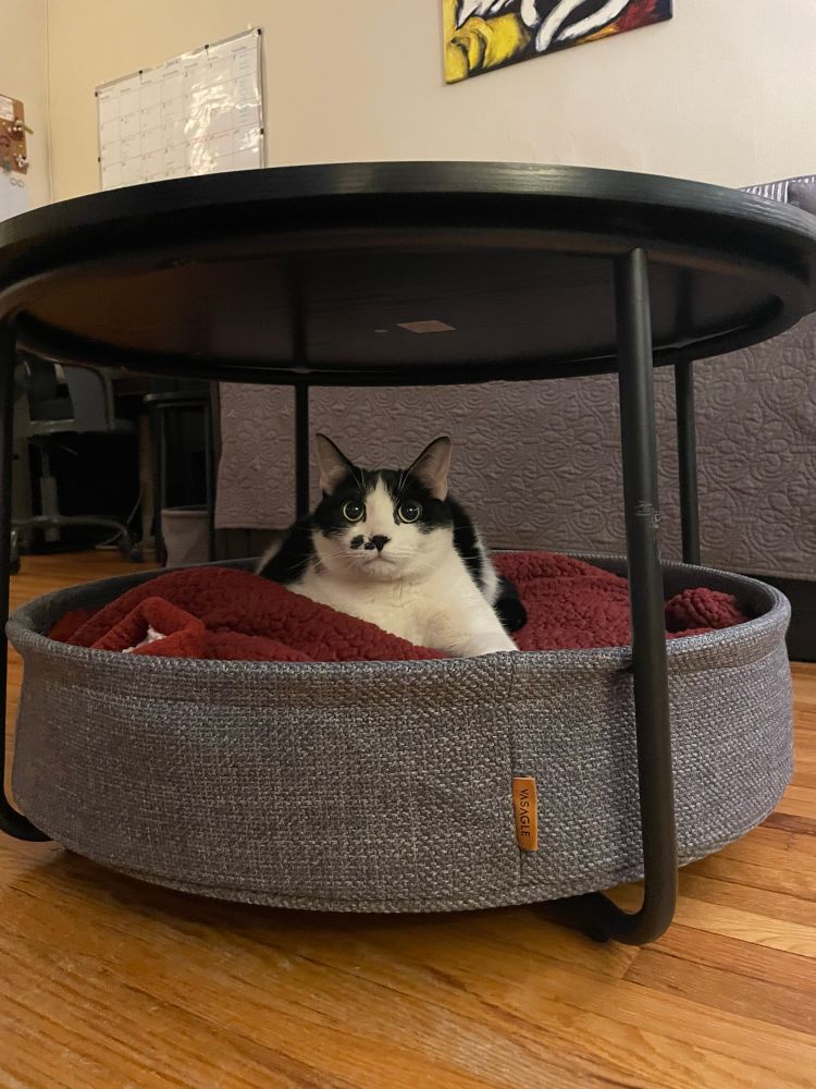 Black and white cat looks into the camera.  She is sitting on a red blanket in the gray under basket of a coffee table.