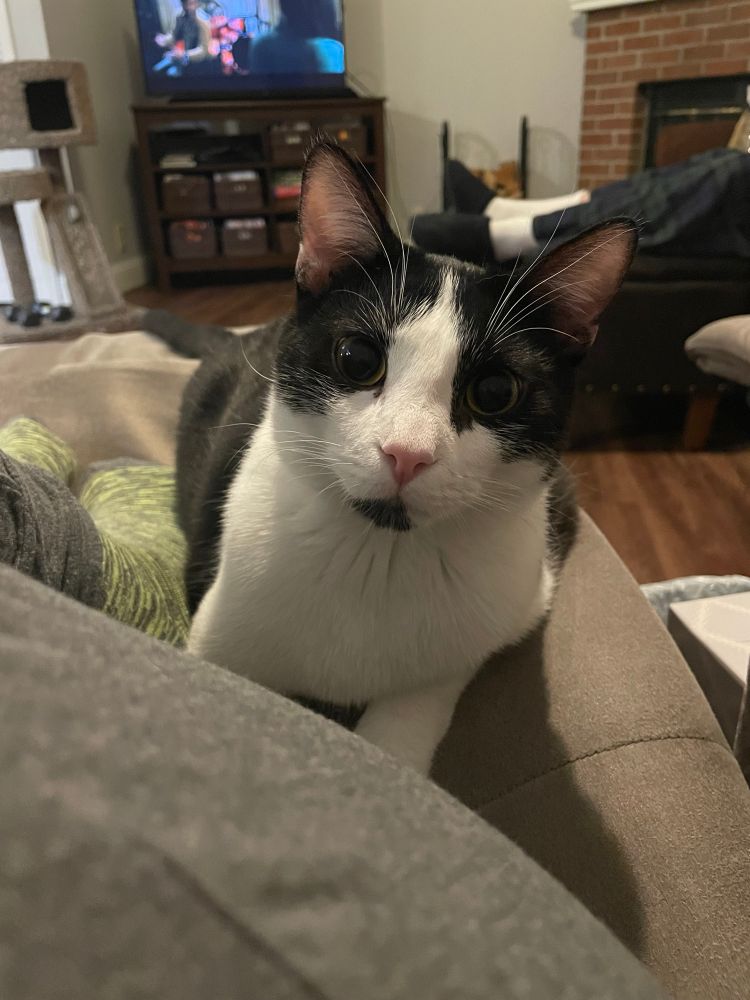 Black and white cat looks directly into the camera.