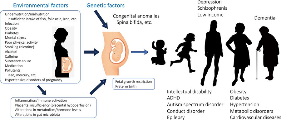 Possible long-term effects of environmental and genetic factors on an individual’s life. 
Background: Healthcare costs are rising at an exponential rate. Given the constraints of limited resources, it is essential to make informed decisions about priorities to ensure the best possible health outcomes globally. The history of medicine illustrates how these priorities have shifted over time – from early focus on infectious diseases to later emphasis on noncommunicable conditions such as metabolic disorders. Today, neurodegenerative diseases and aging brain are the forefront of medical research, as these conditions profoundly affect individuals, families, and society. Summary: One in three people will experience a mental health disorder in their lifetime, yet it is not widely recognized that many of these conditions may have origins in pre-birth experiences and early life influences. Disruptions in progenitor proliferation, neuronal and glial migration, and differentiation during prenatal development can contribute to lifelong neurodevelopmental abnormalities. Despite the fundamental importance of brain development, most of the neuroscience funding is allocated to studying neurodegeneration, such as dementia and Parkinson’s disease, while early life influences remain underexplored. Crucially, the impact of developmental factors begins even before conception. Environmental risks extend beyond direct maternal exposures during pregnancy; they include cumulative parental exposure to teratogenic agents affecting both male and female gametes, as well as early life environmental exposures affecting newborns, infants, and children. These influences are complex yet highly relevant to long-term health outcomes. Key Messages: We urge greater recognition of the developmental origins of disease and advocate for increased investment in preventive strategies. These include lifestyle modifications, dietary improvements, targeted supplementation, regular exercise, and minimizing exposu…