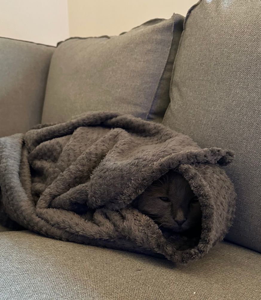 A fluffy grey cat face can be seen wrapped in a fuzzy grey blanket like a burrito looking cozy on a light grey couch. 