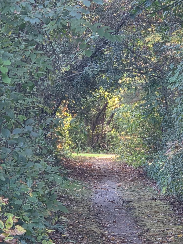 Tree covered path