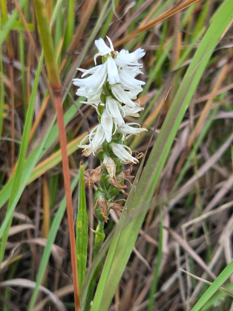 White orchid in a field