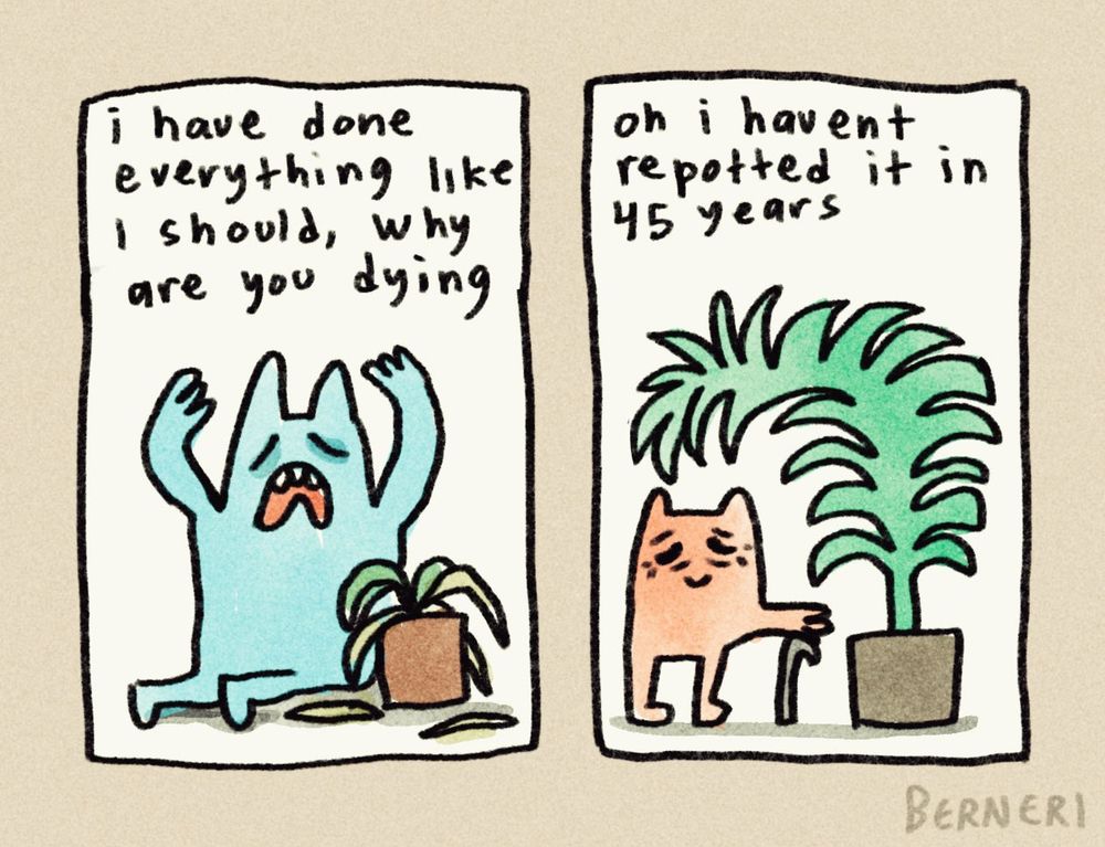 Doodle comic of blobs that resemble furries. There are two panels. In the first one the blue character is looking desperate, throwing their hands up in the air. There is a dying plant in front of them as they say "i have done everything like I should, why are you dying" and in the second panel there is a smaller, older red character with a cane. Next to them there is a big, healthy plant and the character smiles and says "oh I haven't repotted it in 45 years"