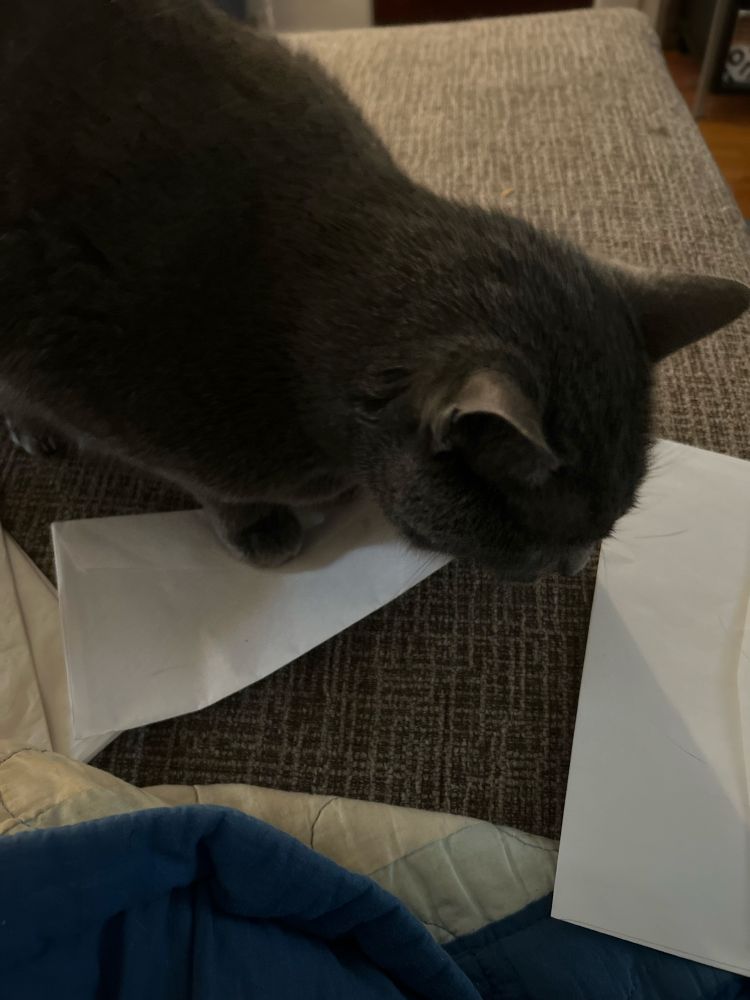 A grey cat on a couch with some mail. You can’t see his tongue from this angle but he is licking it.