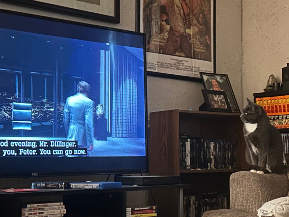 A small grey tuxedo cat watches a scene from the movie Tron