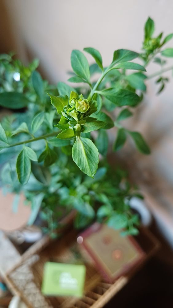 Florzinha de arruda 
