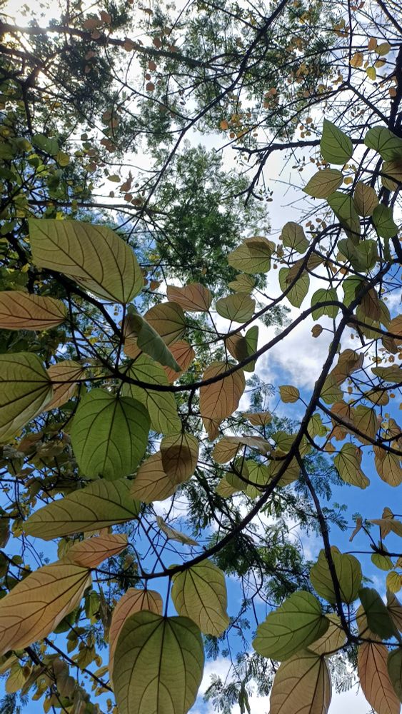 As folhas enormes de um Pau-rei em diferentes cores e tons, verde, amarelo, marrom claro, em galhos finos e curvos. Ao fundo, copa verdinha de outro Pau-rei, nuvens brancas e céu azul.