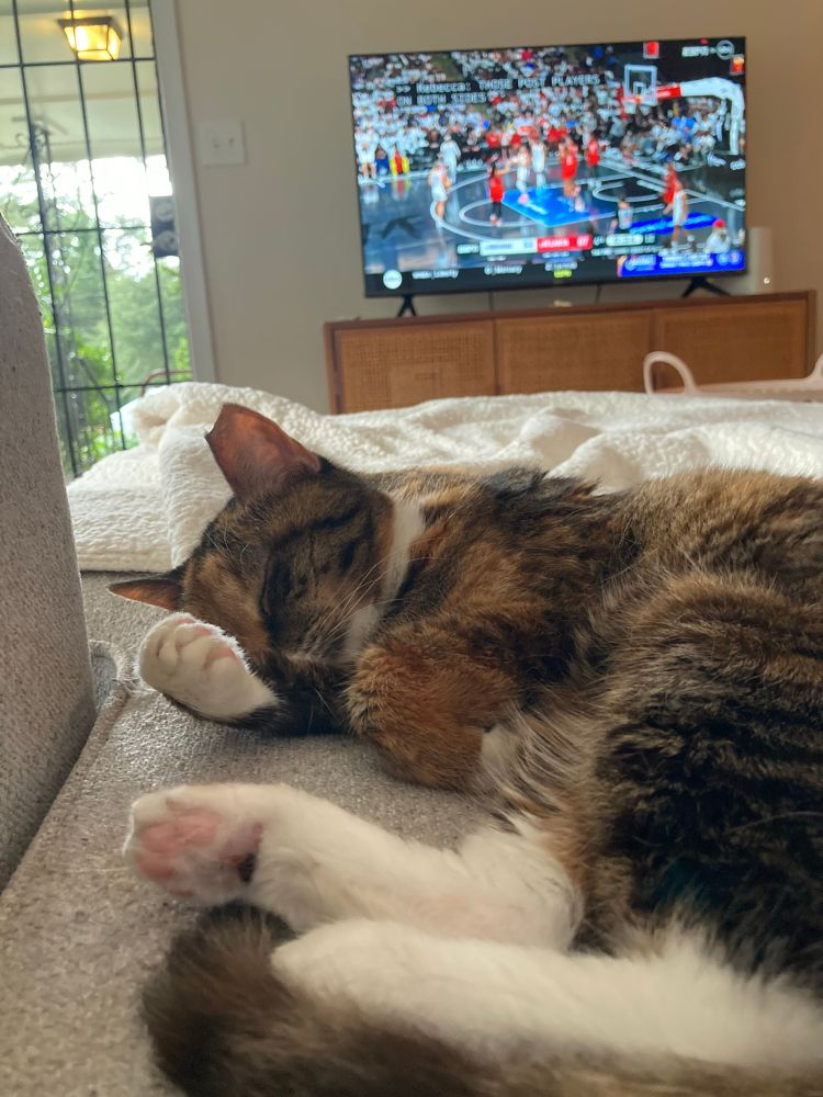 Sleepy beautiful cat with tv and open door in background 