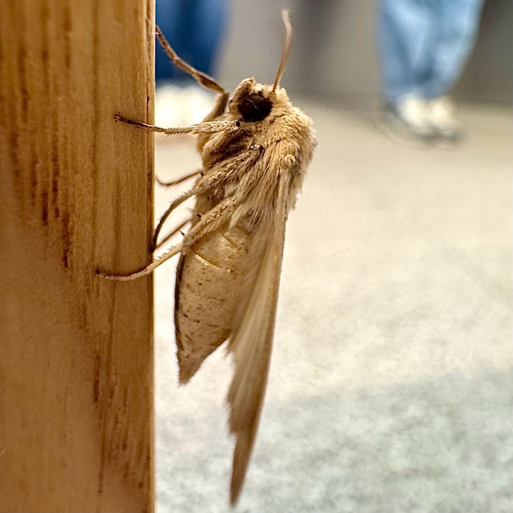 photo, of a very common moth (Mythimna)... the only thing out of the ordinary is that it is taken inside an Apple Store.