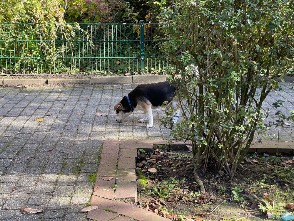 Ein Hund schnüffelt auf dem Weg.