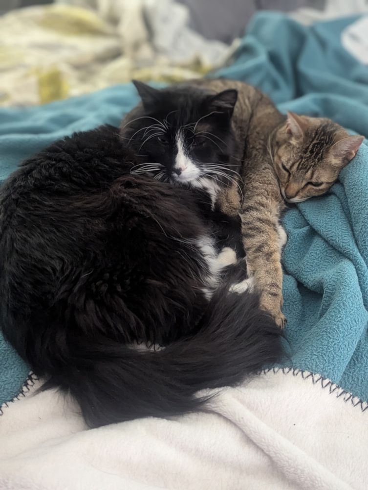 A photo of two cats curled up together on a bed. One cat is mostly black with white markings (particularly around its face, whiskers, chest, and paws) and has a fluffy coat and tail. It’s facing the camera, looking relaxed with its eyes partially closed. The other cat, lying alongside the black-and-white one, is a light brown tabby with faint stripes and a leaner build; it rests its head comfortably against the black-and-white cat’s side. Both cats are resting on top of a blue blanket, with another lighter-colored blanket draped underneath. The overall scene conveys a cozy, affectionate moment between the two cats as they nap together.